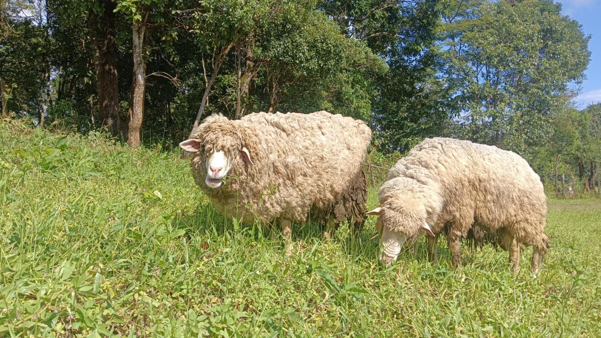 ไร่นิธิสุนทร Nithisoonthon Farmstay Mae Hong Son Exterior photo